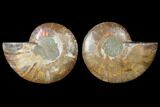 Sliced Ammonite Fossil - Agatized #125034-1